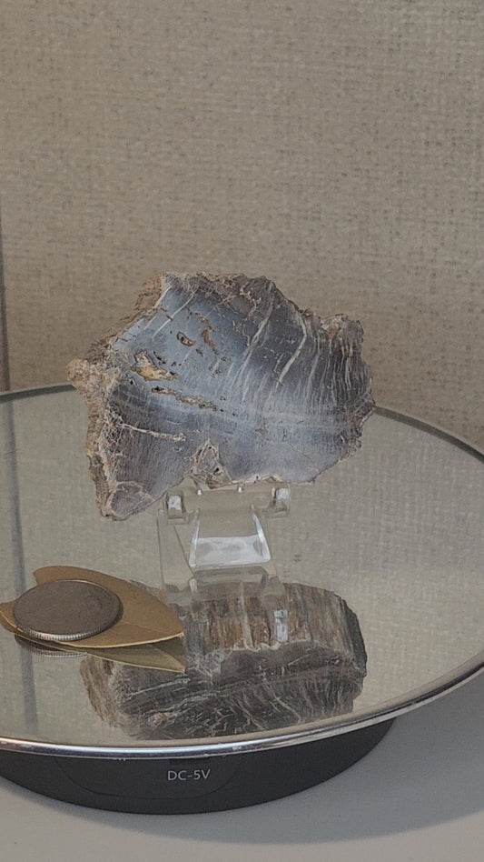 Petrified Wood with stand