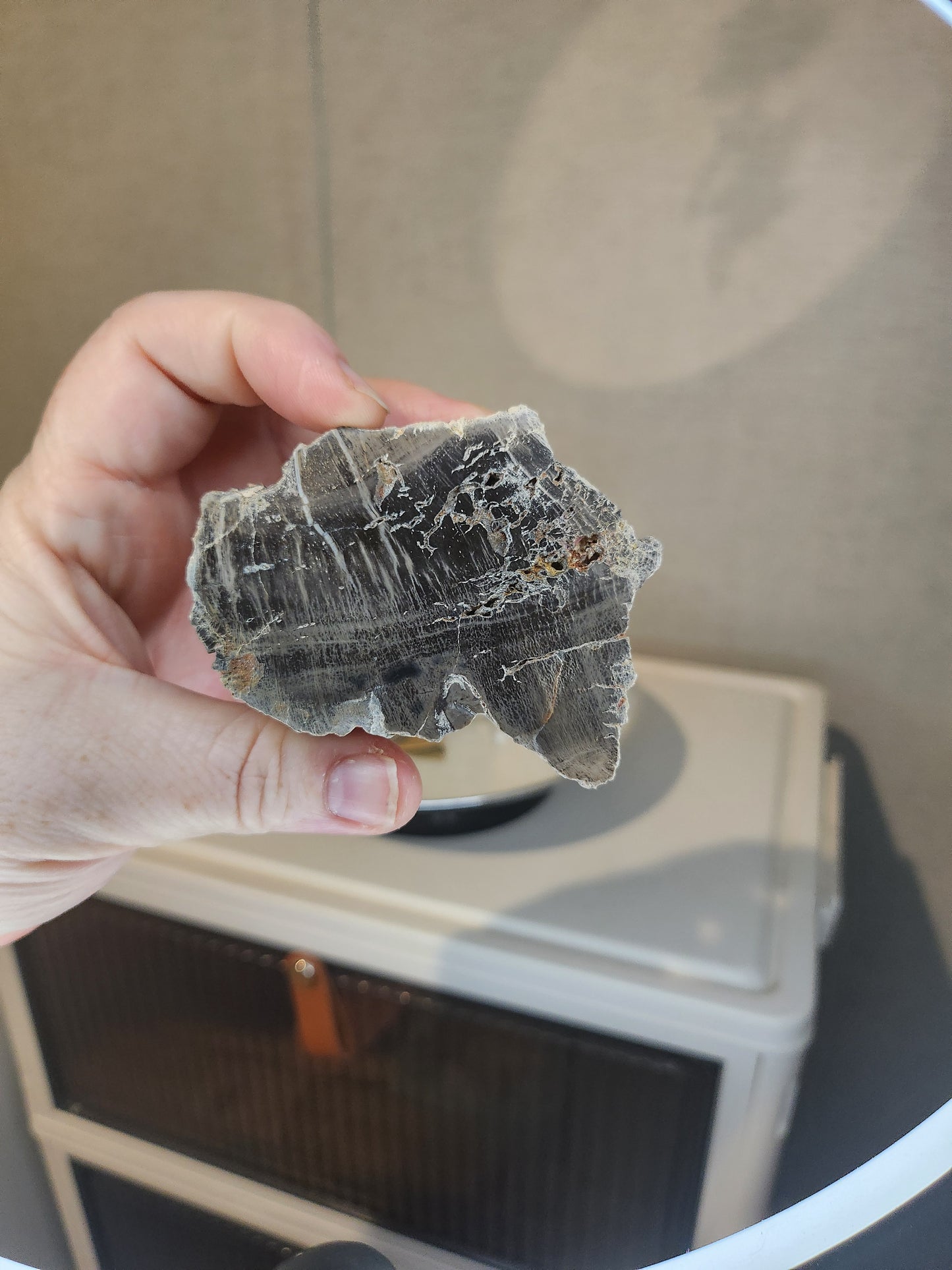 Petrified Wood with stand