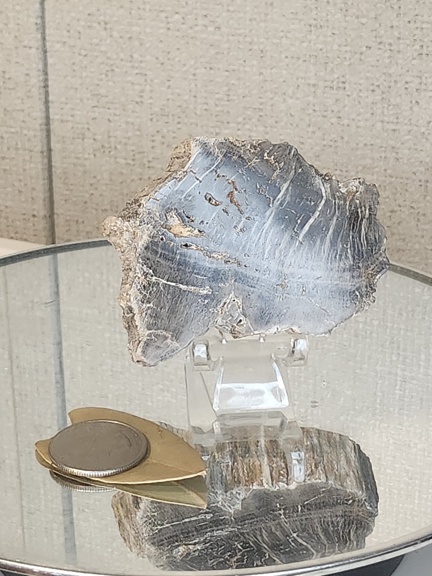 Petrified Wood with stand