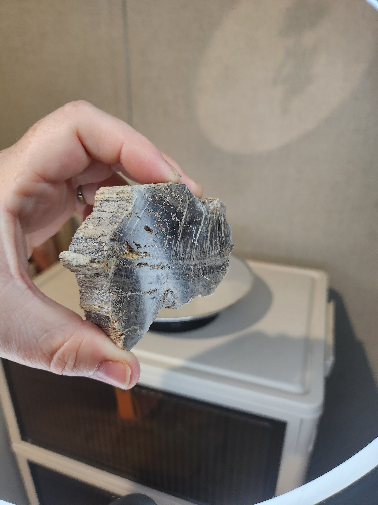 Petrified Wood with stand