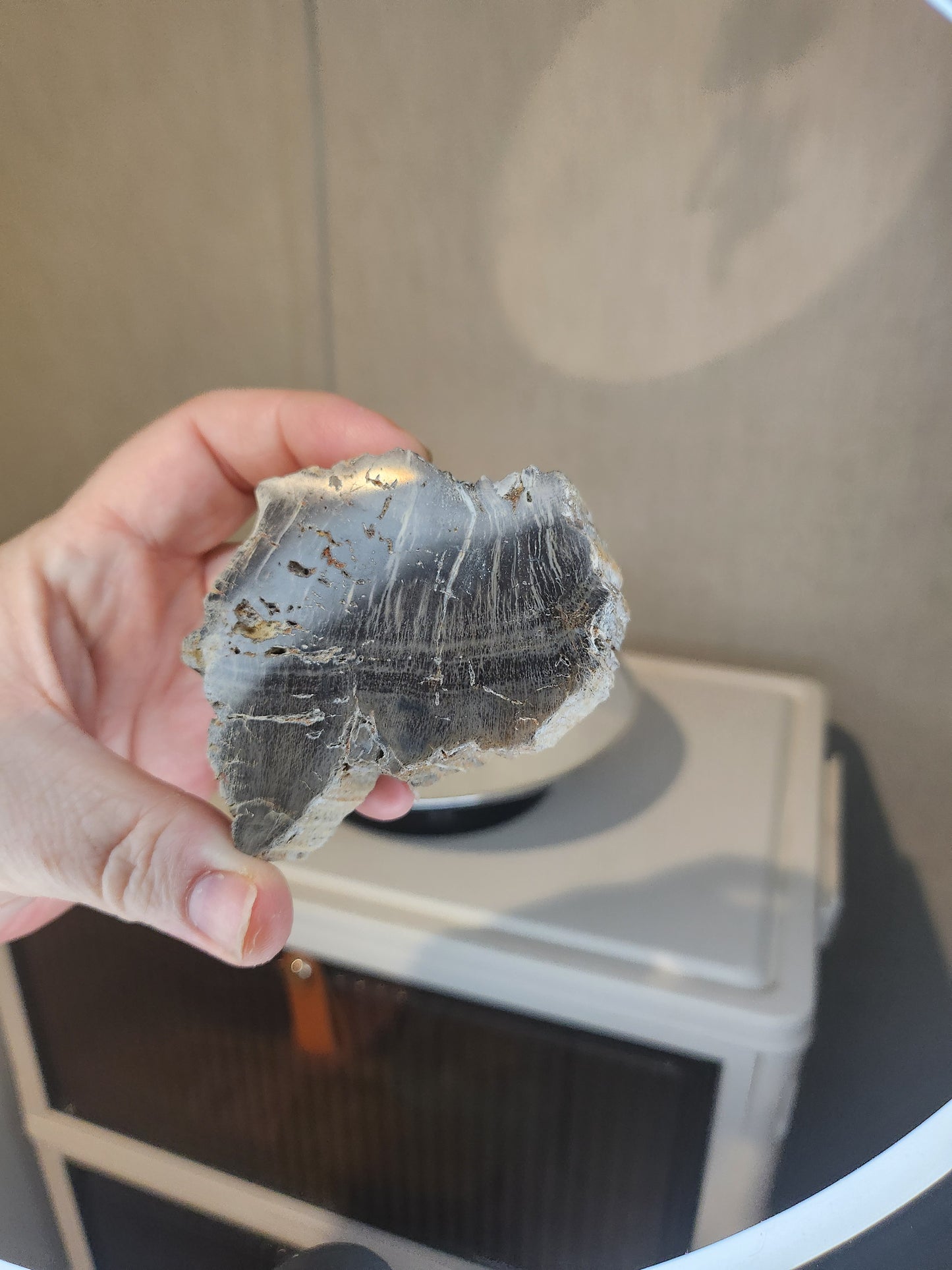 Petrified Wood with stand